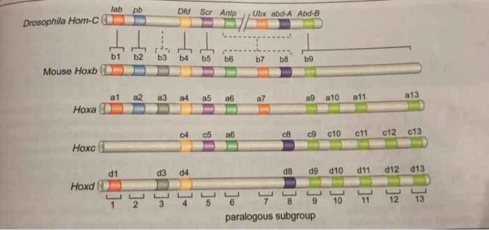Solved 7. Use the example of the Hox genes Did, Hox-b4 and | Chegg.com