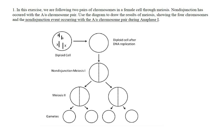 Elementary Level female [ fee-meyl ] sHow iPA See synonyms for: female /  females / femaleness on noun person bearing two X chromosomes in the cell  nuclei and normally having a