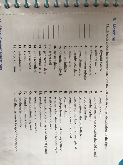 Solved B. Matching Match each endocrine structure listed on | Chegg.com