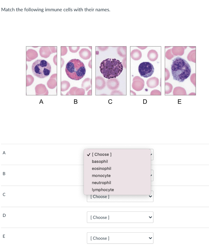 Solved Innate Versus Adaptive Immunity Monocyte Nk Cell 9235