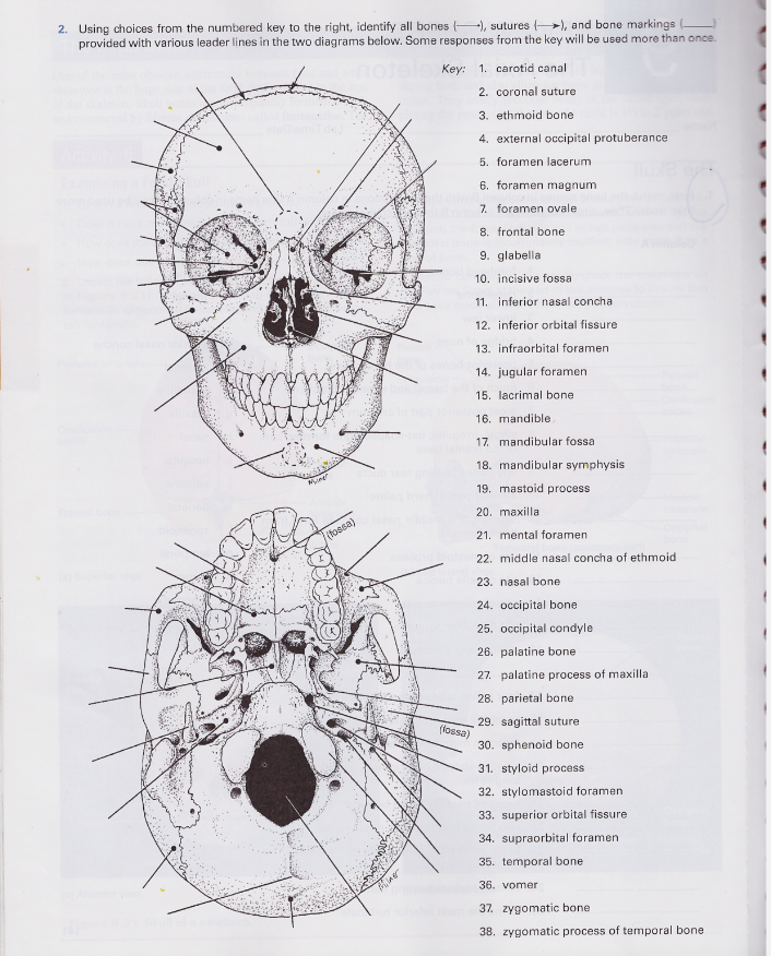 Solved 136 exercise axial skeleton skull bones and bone 54 off
