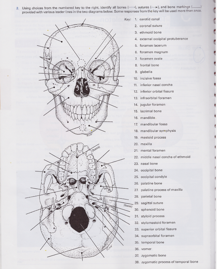 Solved 136 EXERCISE AXIAL SKELETON Skull Bones And Bone, 54% OFF