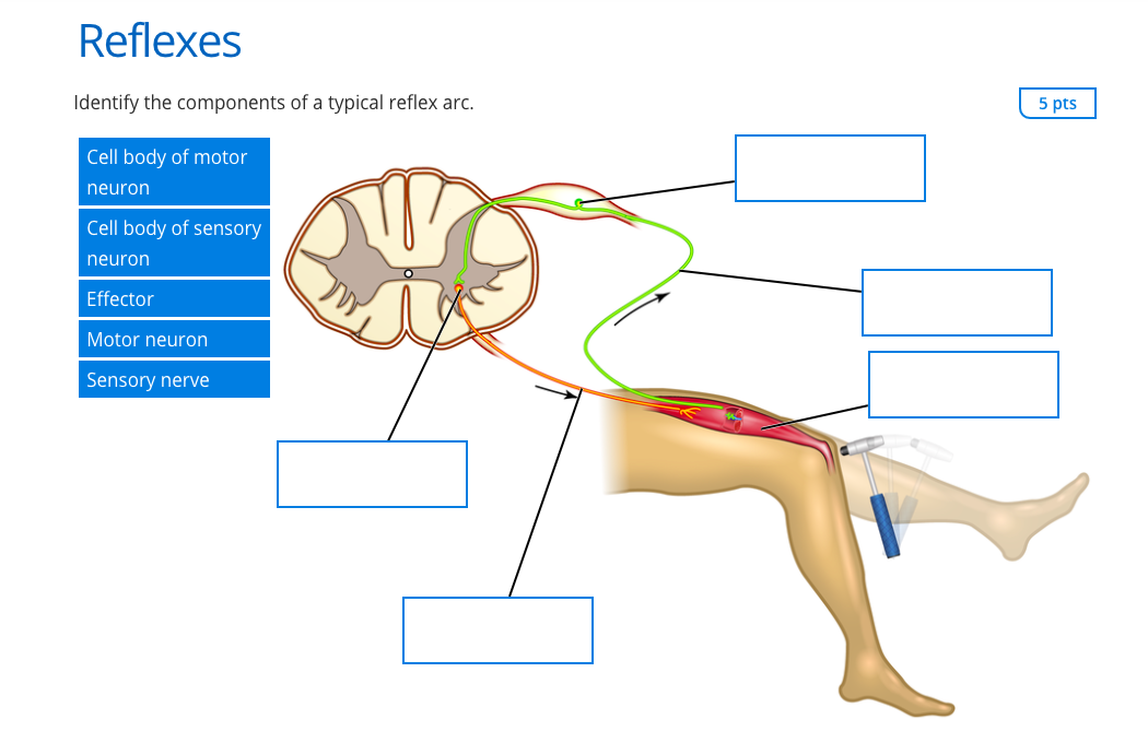 Components Of Reflex Arc