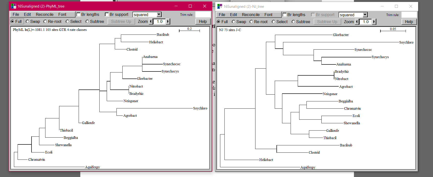 Solved SEAVIEW ALIGNMENT PHYML ALIGNMENT VS.NJ JC ALIGNMENT