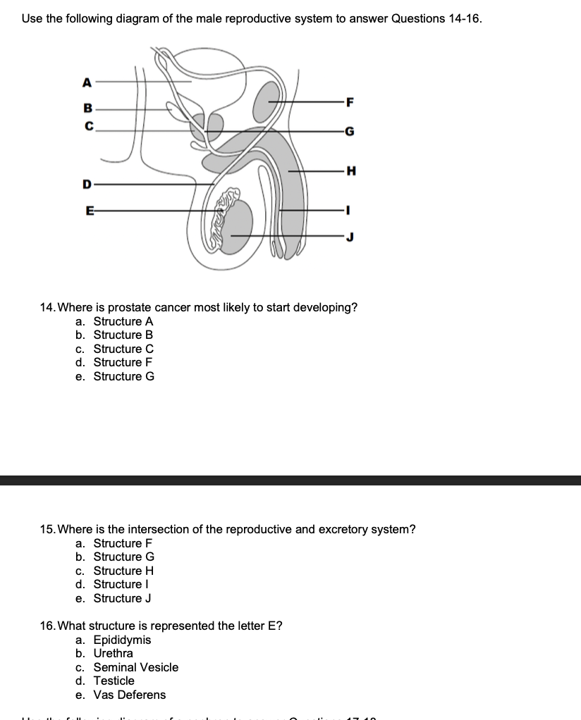 Solved Use The Following Diagram Of The Male Reproductive