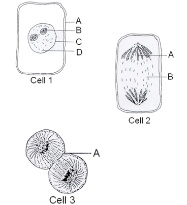 Solved A B с -A Cell 1 -В Cell 2 A Cell 3 Label the cell | Chegg.com