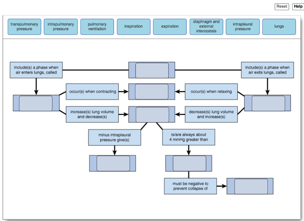 Solved Complete the Concept Map to explain the roles of the | Chegg.com