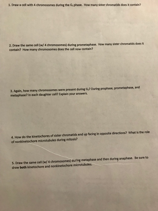 Solved Draw a cell with 4 chromosomes during the G1 phase. | Chegg.com
