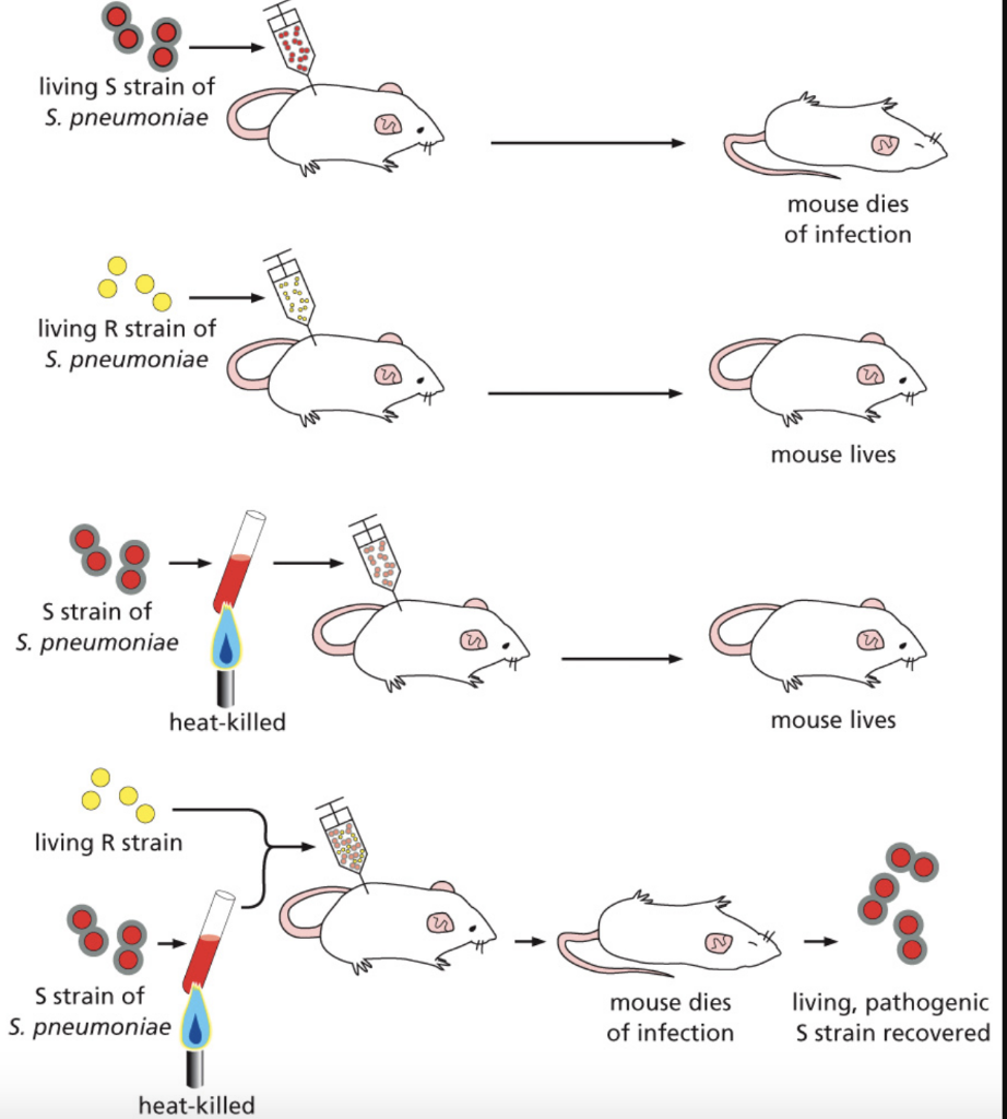 Solved (2002) When Griffith injected heat-killed infectious | Chegg.com