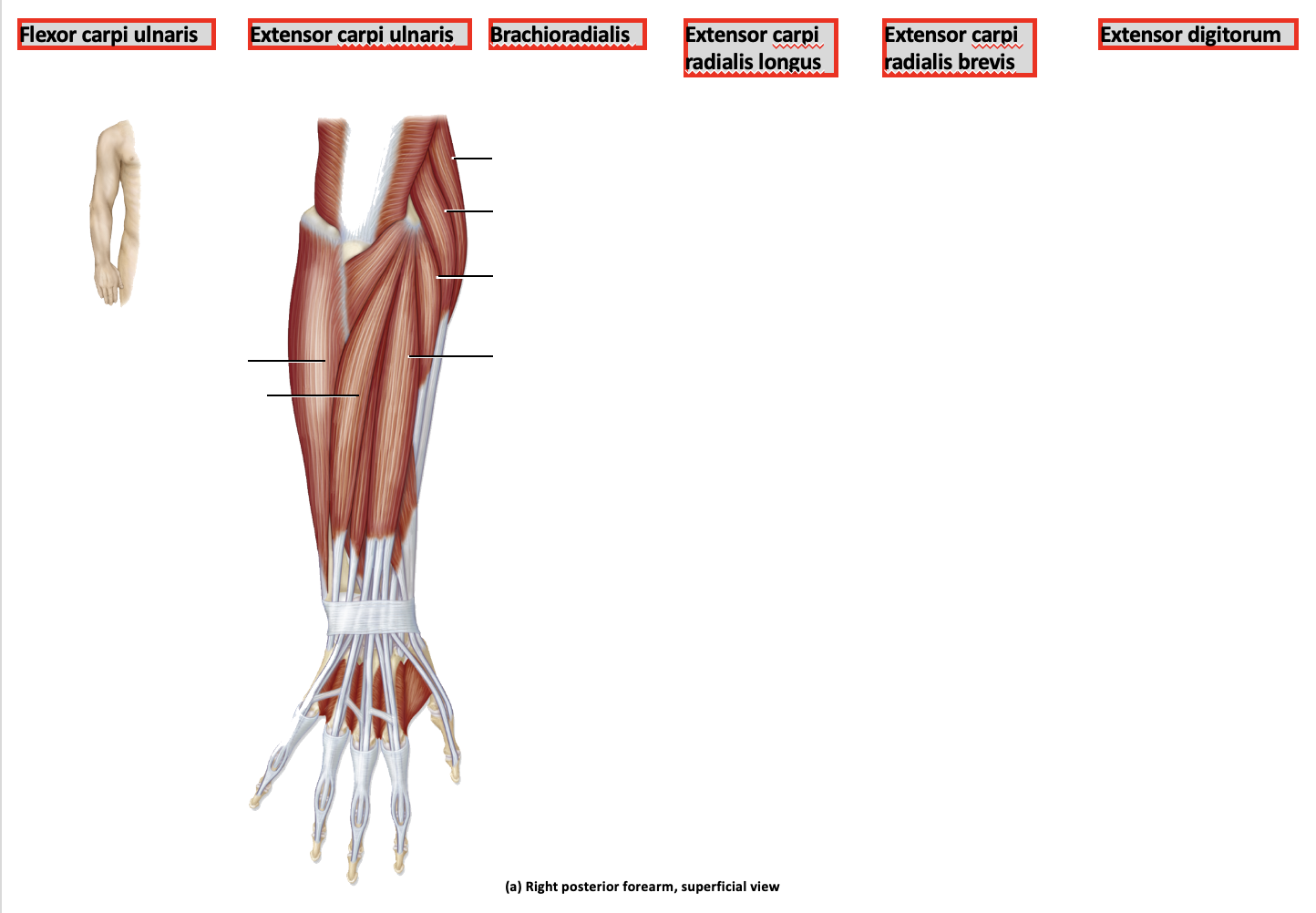 Anatomy of the Upper Limb | Western Sydney University - Edubirdie, image size:1444x1002