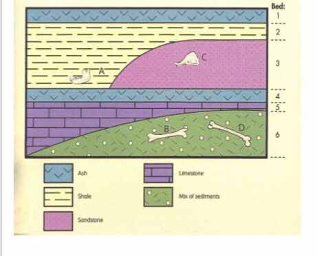 Solved 1, Which Is Older Fossil B Or C?2. Which Bed ( Give | Chegg.com