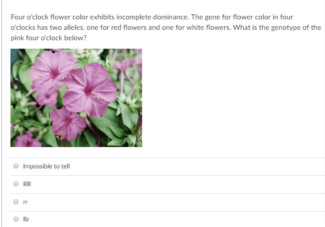 Solved Four o'clock flower color exhibits incomplete | Chegg.com