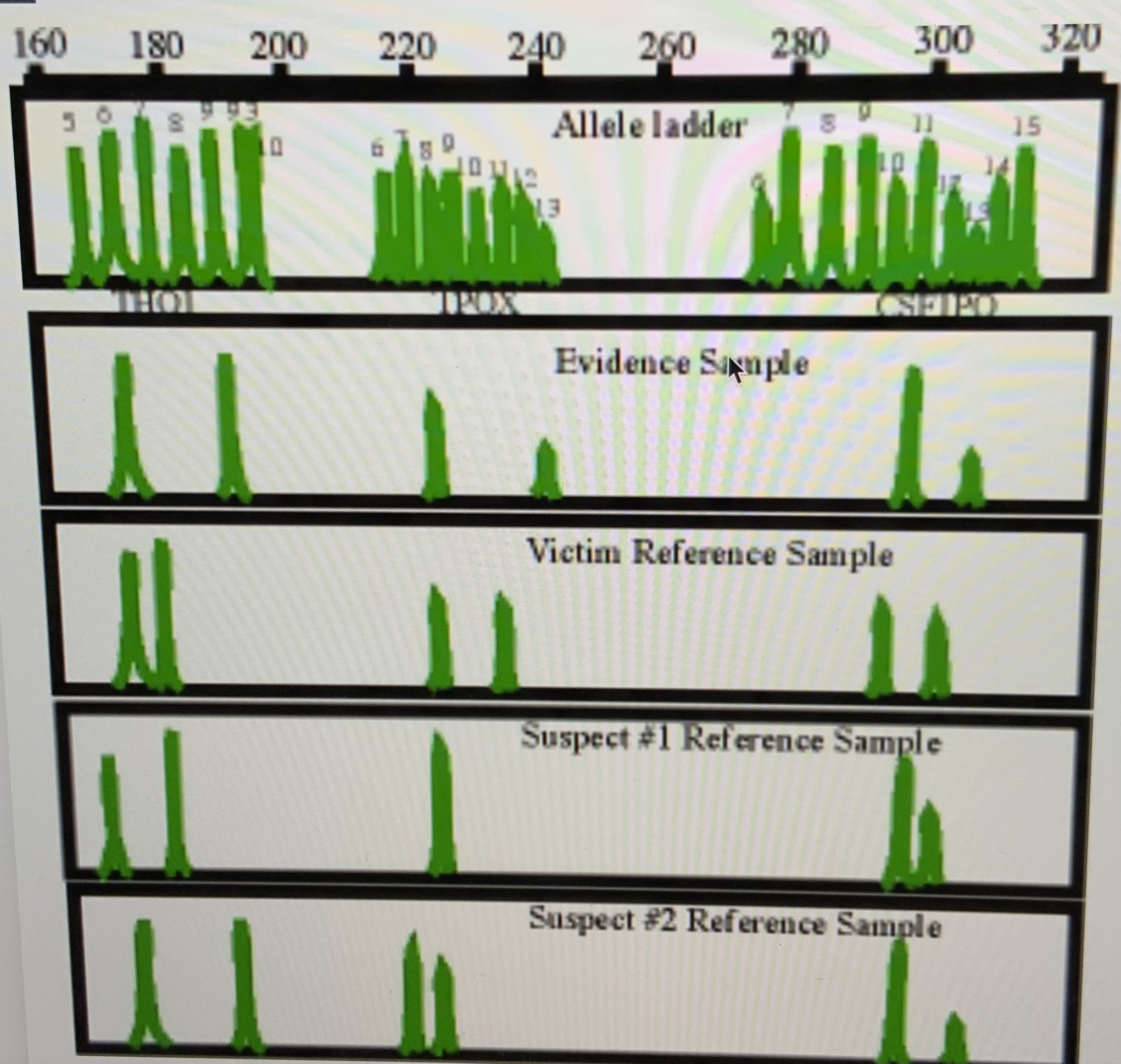 solved-using-these-dna-fingerprints-from-a-crime-scene-what-chegg