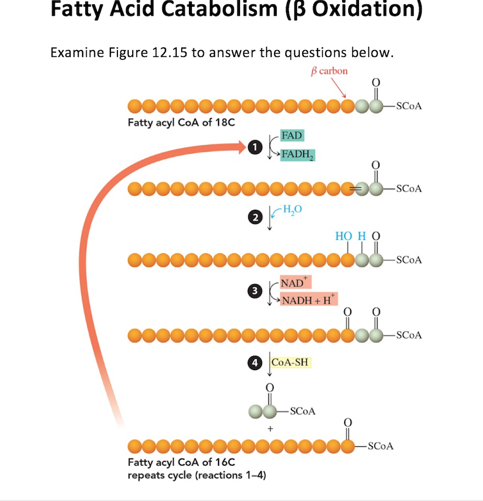 Solved Fatty Acid Catabolism (B Oxidation) Examine Figure