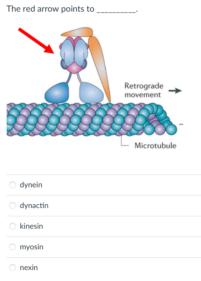 Solved The red arrow points to dynein dynactin kinesin | Chegg.com