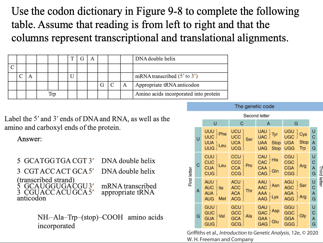 Solved Use the codon dictionary in Figure 9−8 to complete | Chegg.com