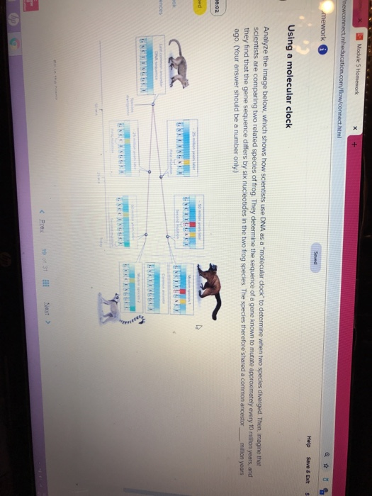 Solved Using a molecular clock nalyze the image below, which