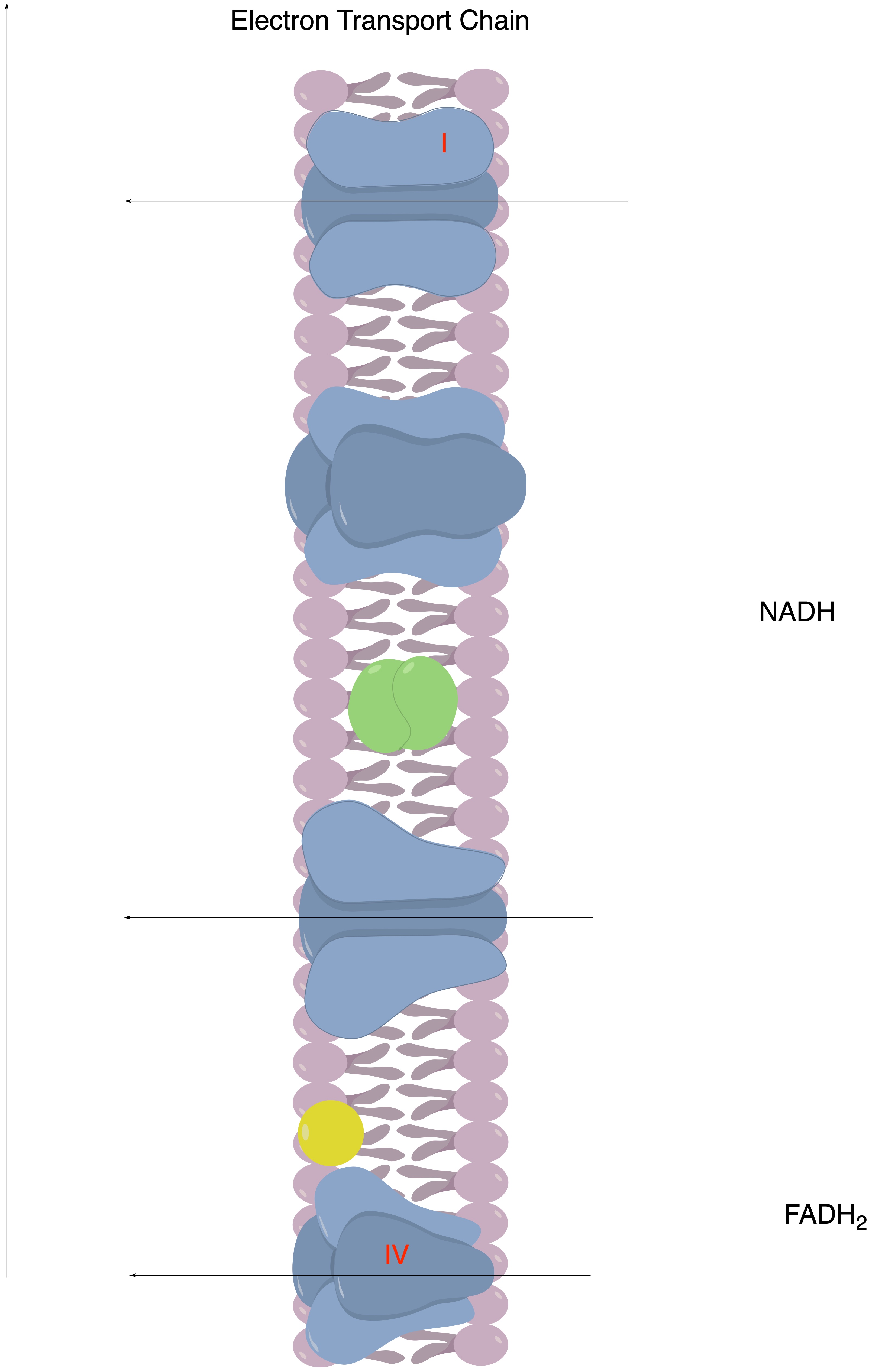 Electron Transport Chain NADH FADH2 | Chegg.com