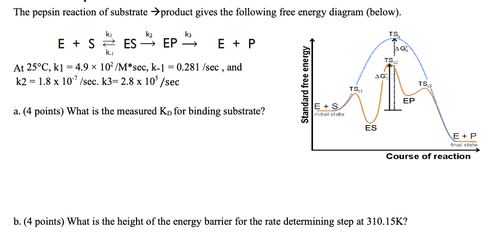 The Pepsin Reaction Of Substrate Product Gives T Chegg Com