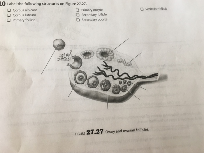 Solved LO Label the following structures on Figure 27.27 O | Chegg.com