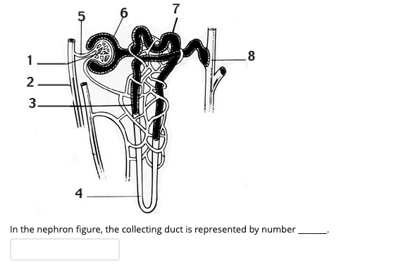 Solved 7 5 1. 8 00 2 M پیا 3 4 In the nephron figure, the | Chegg.com