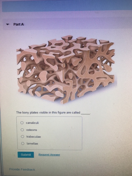 Solved PartA The bony plates visible in this figure are