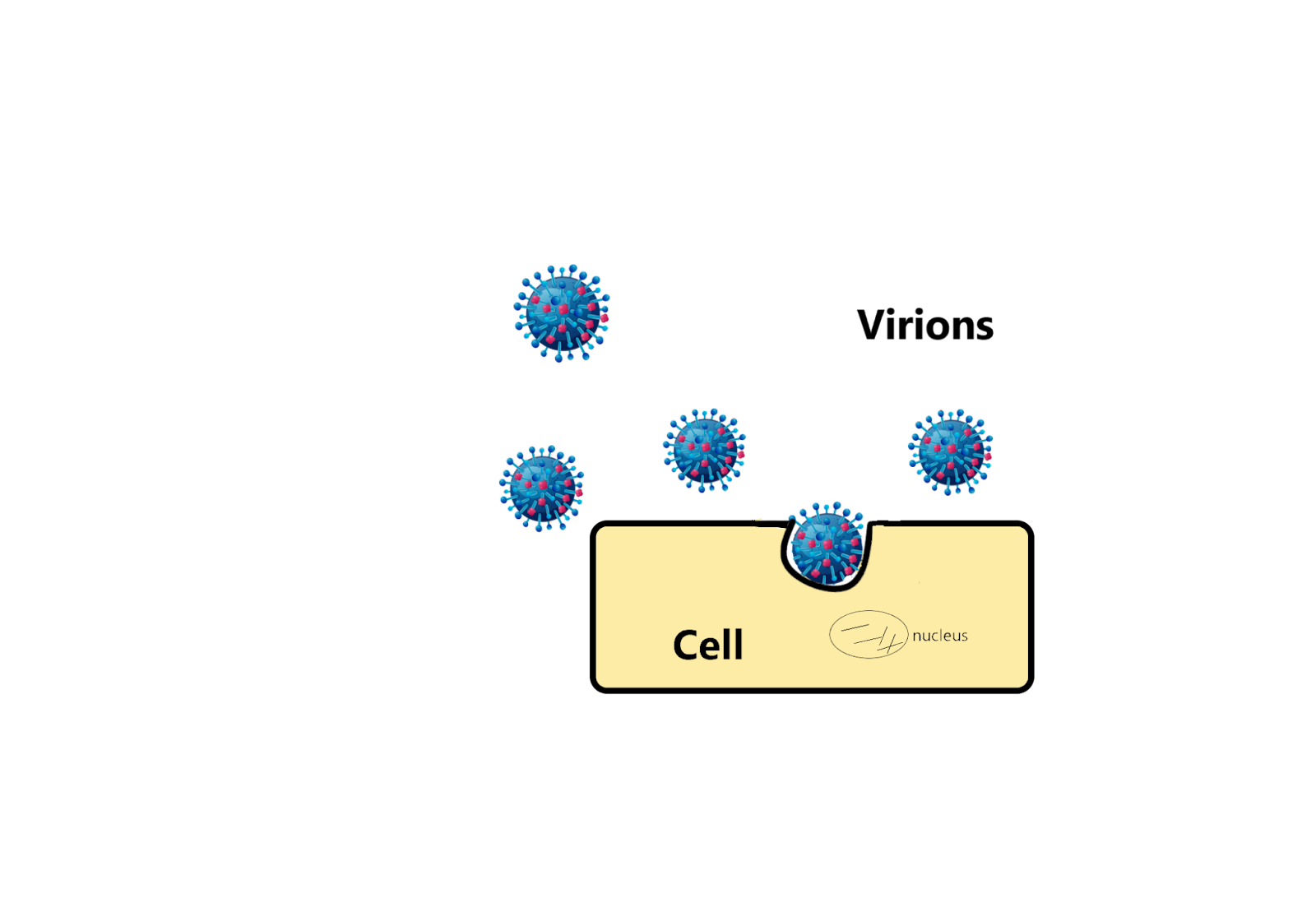Solved Replication cycles of VirusesUse the diagrams in your | Chegg.com