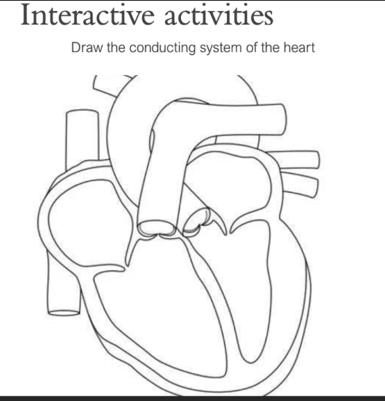 Solved Interactive activities Draw the conducting system of | Chegg.com