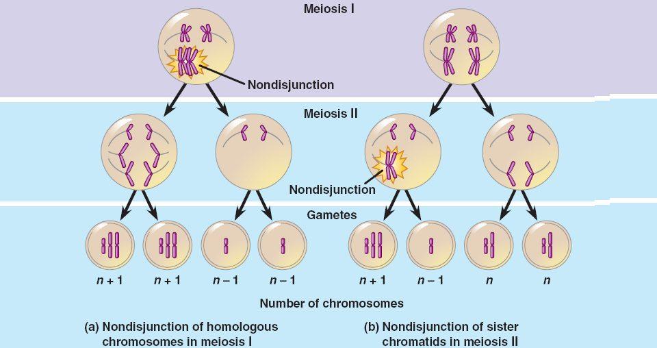 random fertilization diagram