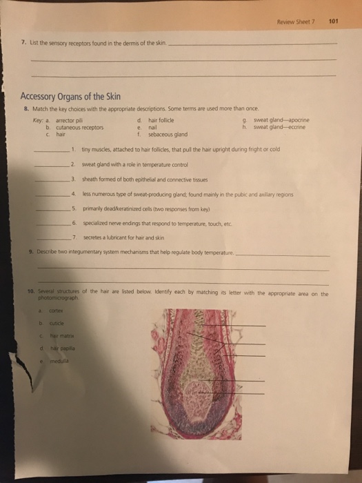 50-chapter-4-integumentary-system-worksheet-answers-rezaterris