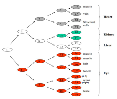 Solved Question 13 Consider the cell lineage diagram above | Chegg.com