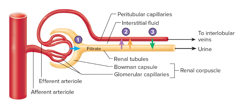 glomerular capillaries and peritubular capillaries