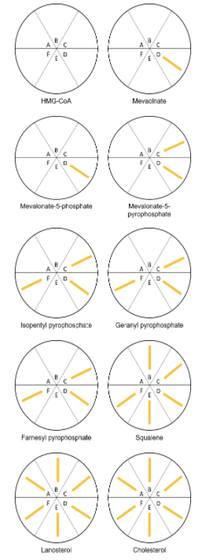 ?
:
D
HMG-COA
Mevsonate
Mevalonate-5-phosphate
Mevalonate-5-
pyrophosphate
DIGE
Isopenty pyrophosphere
Geranylpyrophosphate
F