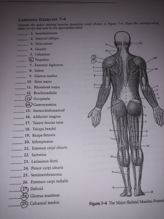 Posterior Skeletal Muscle Diagram