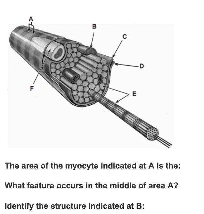 Solved B с D F E The area of the myocyte indicated at A is | Chegg.com