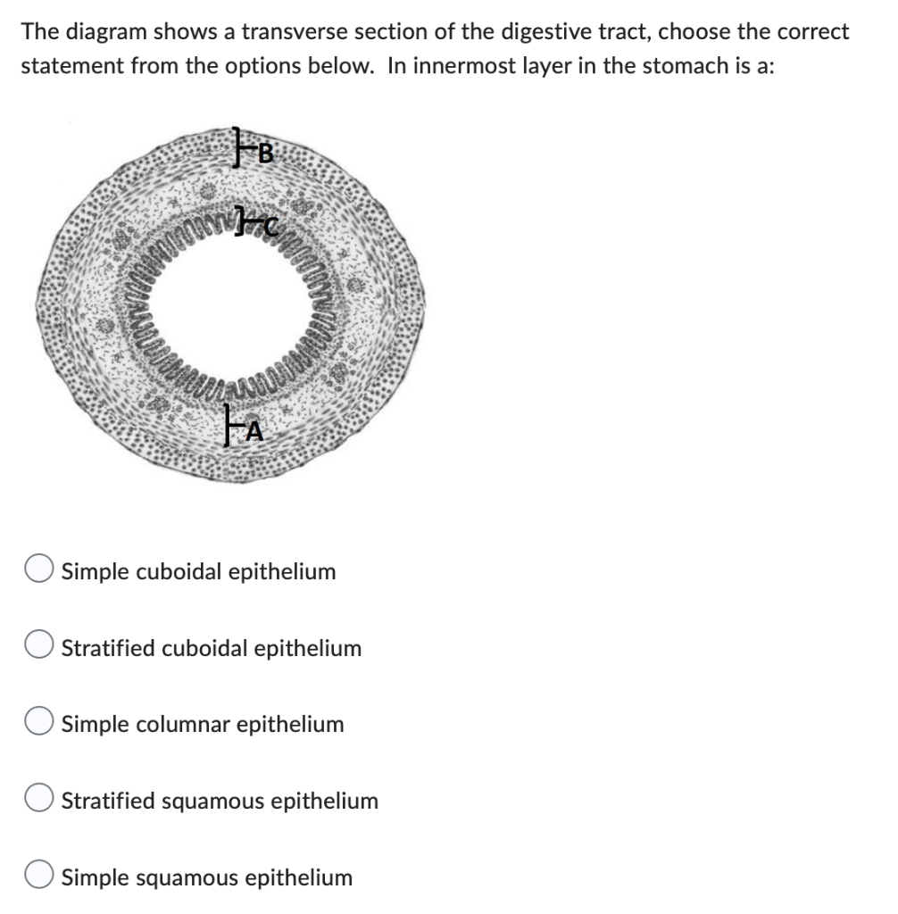 The diagram shows a transverse section of the digestive tract, choose the correct
statement from the options below. In innerm