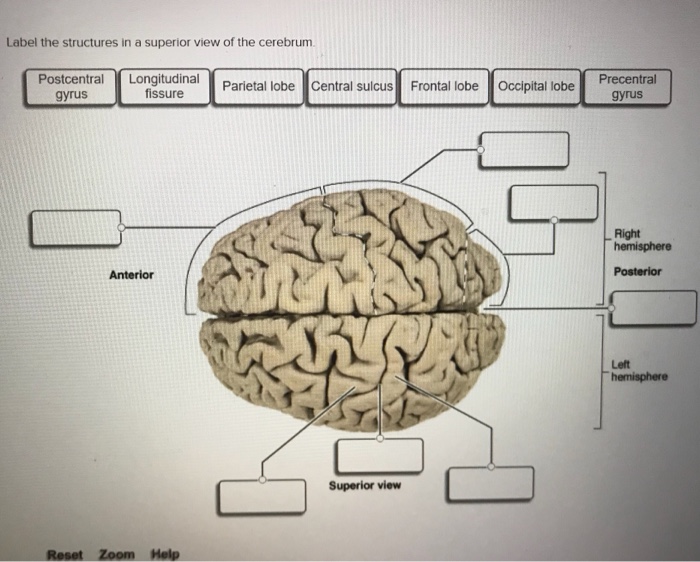 Solved Label the structures in a superior view of the | Chegg.com