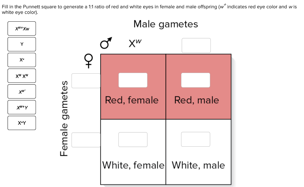 Solved Fill in the Punnett square to generate a 1:1 ratio of | Chegg.com