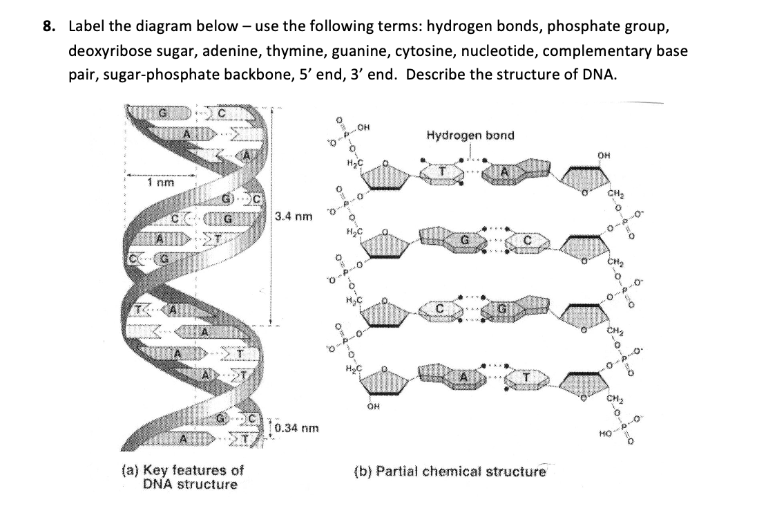 Solved 8. Label the diagram below - use the following terms: | Chegg.com