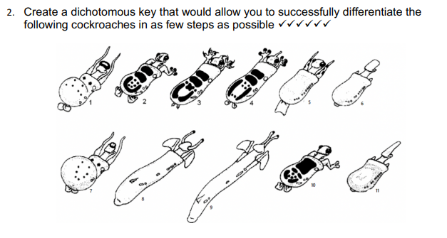 Solved Create a dichotomous key that would allow you to | Chegg.com