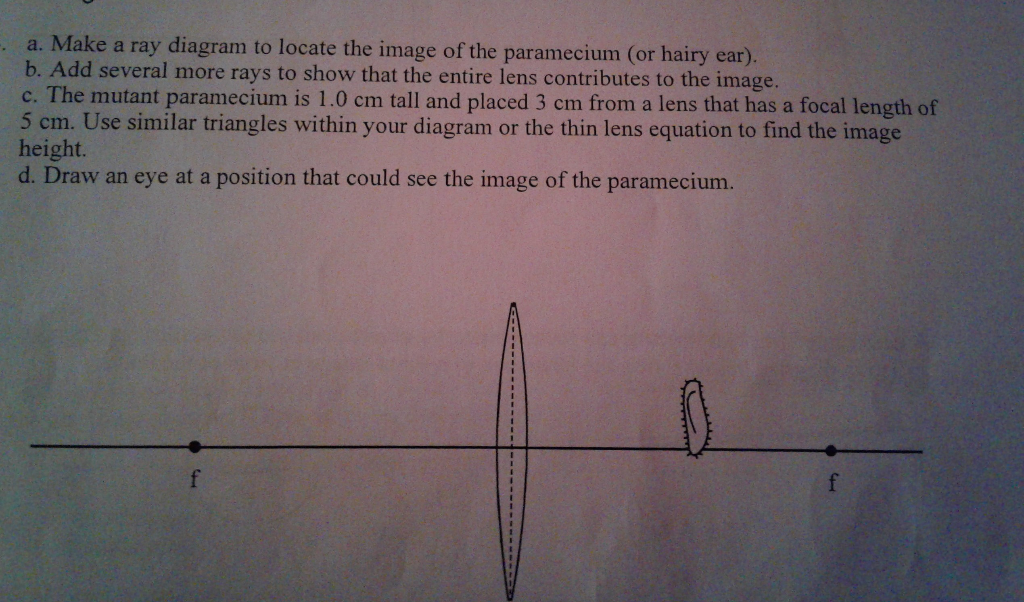 Solved a. Make a ray diagram to locate the image of the | Chegg.com
