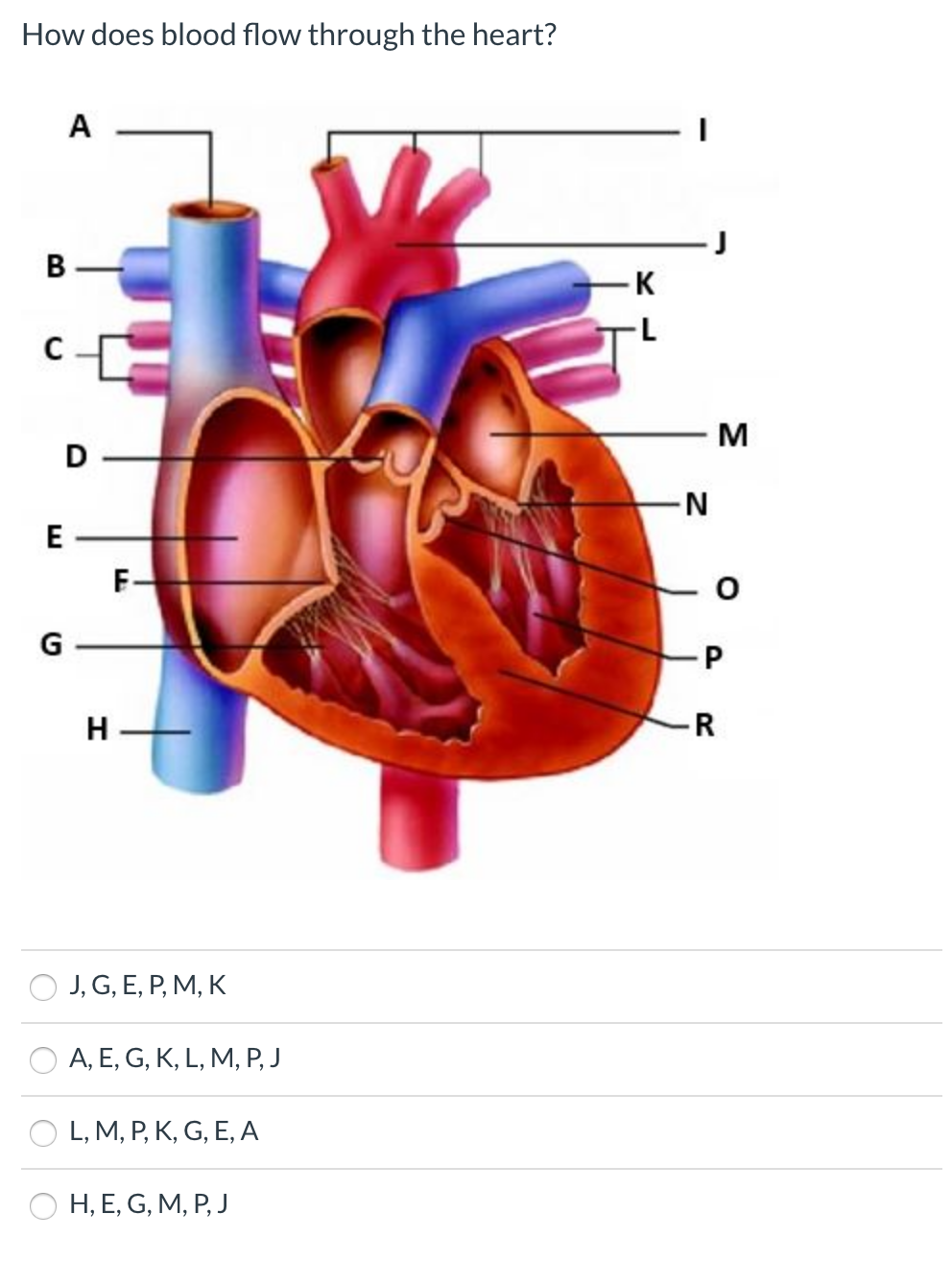 Solved How Does Blood Flow Through The Heart E Oj G E Chegg Com