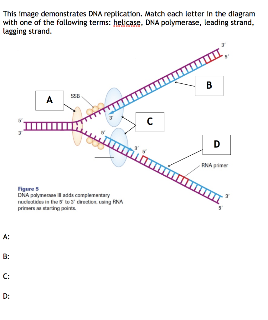 Solved This image demonstrates DNA replication. Match each