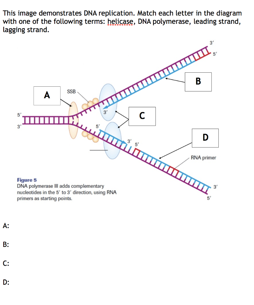 Solved This Image Demonstrates DNA Replication. Match Each | Chegg.com