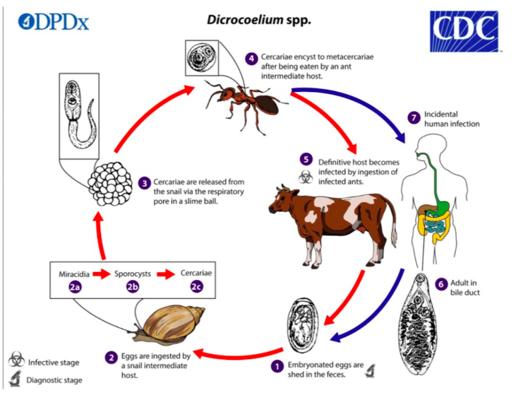 solved-the-figure-above-shows-the-complex-life-cycle-of-a-chegg