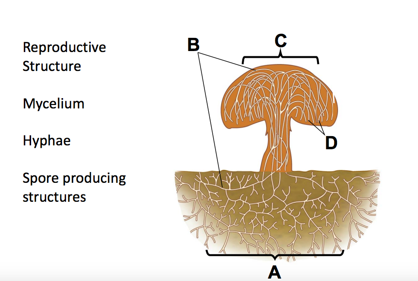 Mycelium Definition, Structure & Function - Video & Lesson