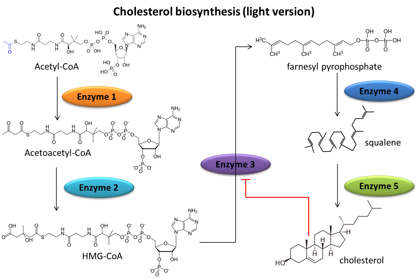 Solved The picture below outlines a very abbreviated pathway