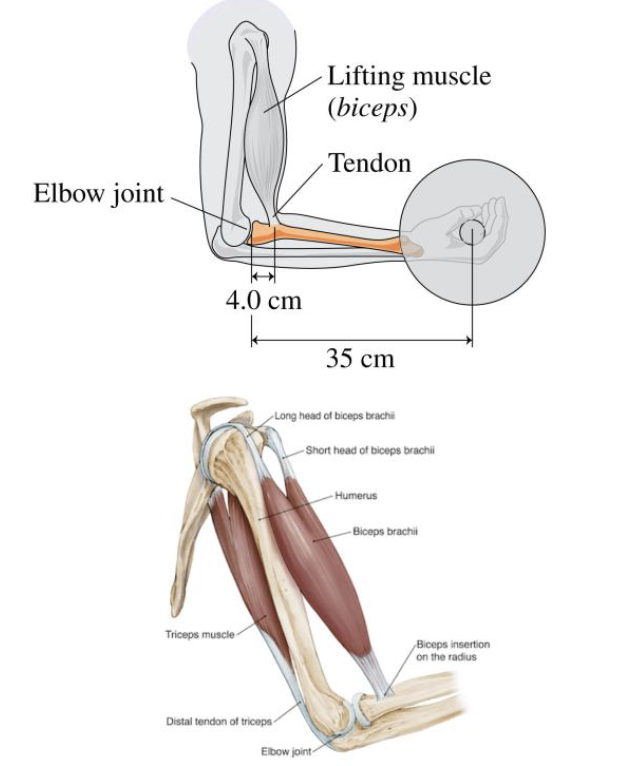 The bicep and tricep muscles can be found in the arm