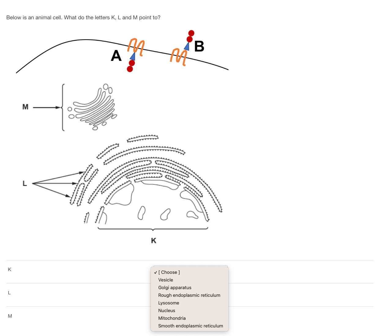 Solved Below is an animal cell. What do the letters K,L and | Chegg.com