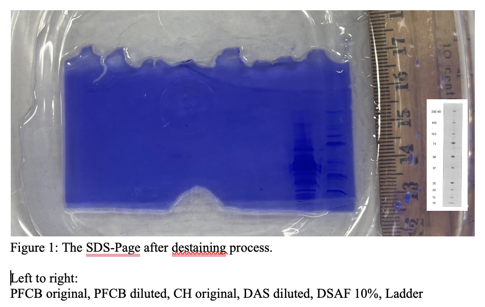 Figure 1 The SDSPage after destaining process. Left